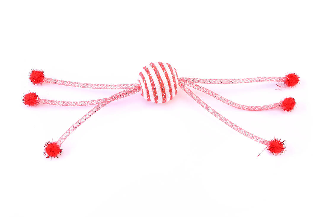 Pelopatas Rouge – Animalerie Maroc